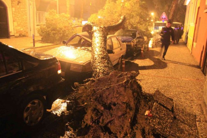 Aydın’da Yağmurla Birlikte Devrilen Çam Ağacı, Araçları Hurdaya Çevirdi