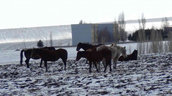 Kars’ta Yılkı Atları Soğukla Mücadele Ediyor