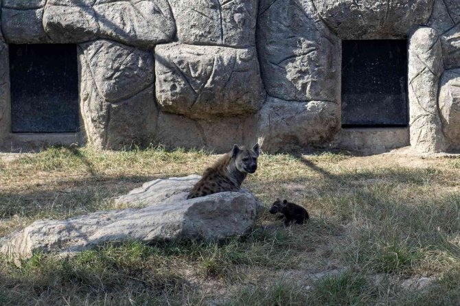 Tarsus Doğa Park Yeni Yavrularla Güzelleşiyor