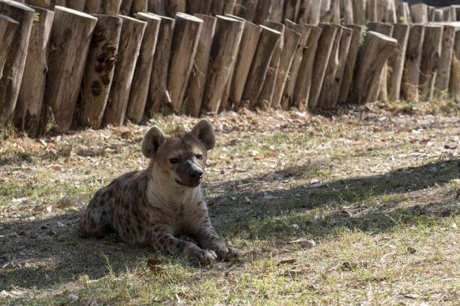 Tarsus Doğa Park Yeni Yavrularla Güzelleşiyor