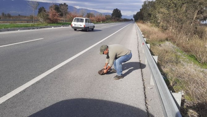 Otomobilin Çarptığı Şahin, Yeniden Doğaya Salındı