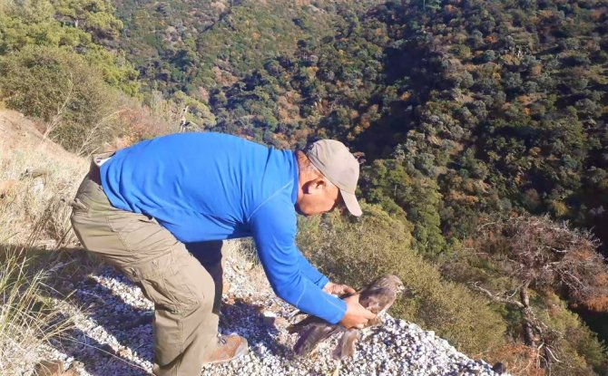 Otomobilin Çarptığı Şahin, Yeniden Doğaya Salındı