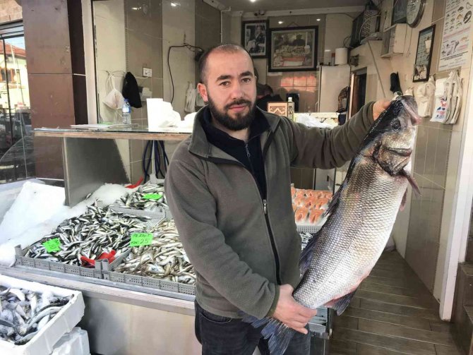 Akçakoca’da 7 Kilo Levrek Avlandı