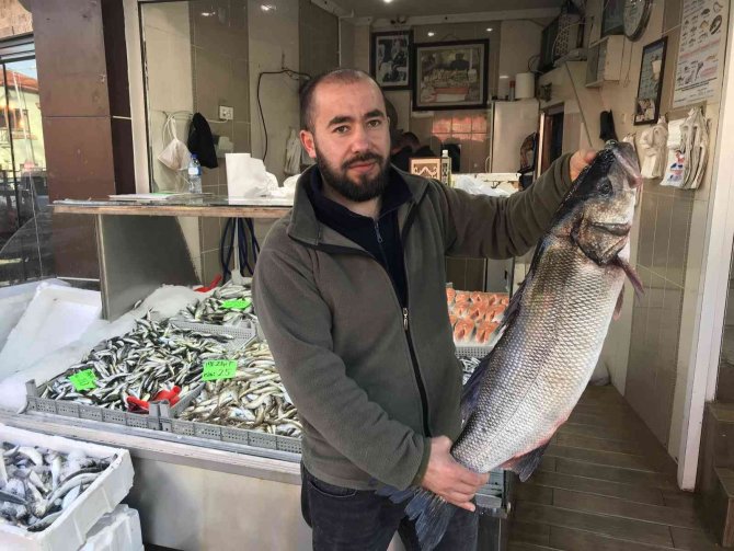 Akçakoca’da 7 Kilo Levrek Avlandı