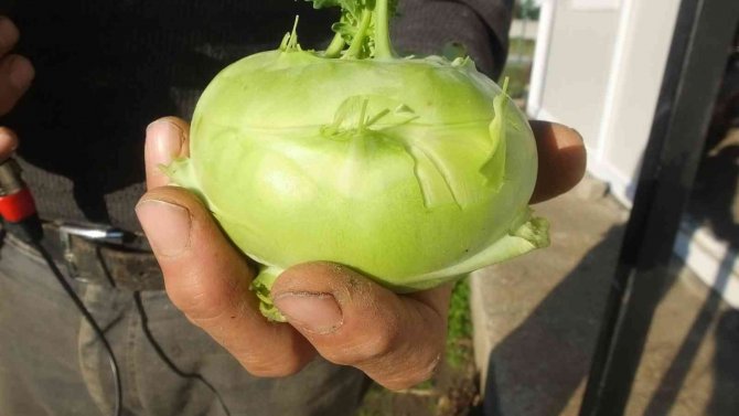 Balıkesir’de Emekli Eğitimci Hobi Bahçesinde "Alabaş" Turbu Yetiştirdi