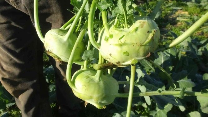 Balıkesir’de Emekli Eğitimci Hobi Bahçesinde "Alabaş" Turbu Yetiştirdi