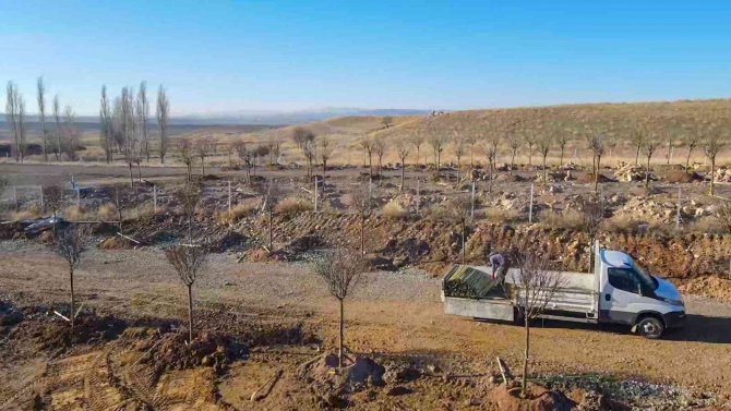 Ankara’da, Haziran Ayına Kadar Hedef 70 Bin Ağaç