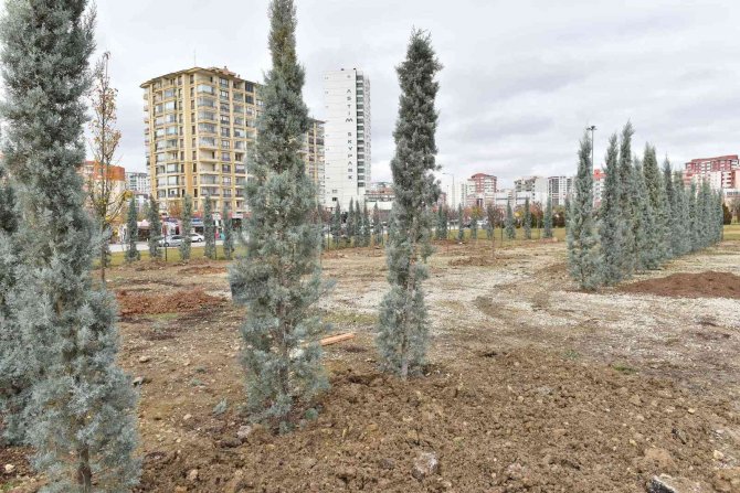 Ankara’da, Haziran Ayına Kadar Hedef 70 Bin Ağaç