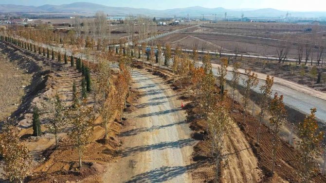 Ankara’da, Haziran Ayına Kadar Hedef 70 Bin Ağaç