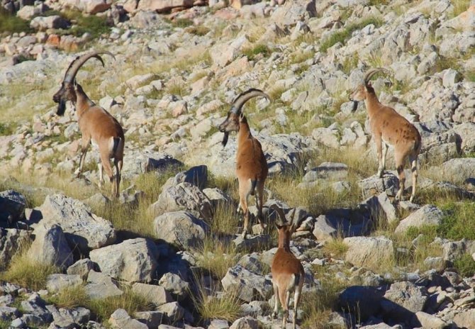 Mersin’de Yaban Keçisi Avlayanlara 64 Bin 746 Lira Ceza