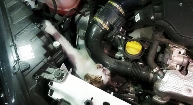Otomobilin Motor Kısmına Sıkışan Kedi Uzun Uğraşlar Sonucu Kurtarıldı