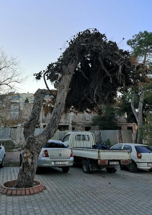 83 Yıllık Ağacın Kesilmesi Tepkilere Sebep Oldu