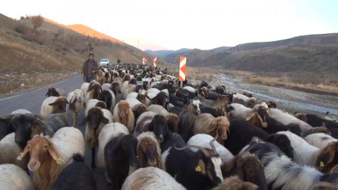 Siirt’te 10 Bin Lira Maaşla Çalıştıracak Çoban Bulamıyorlar