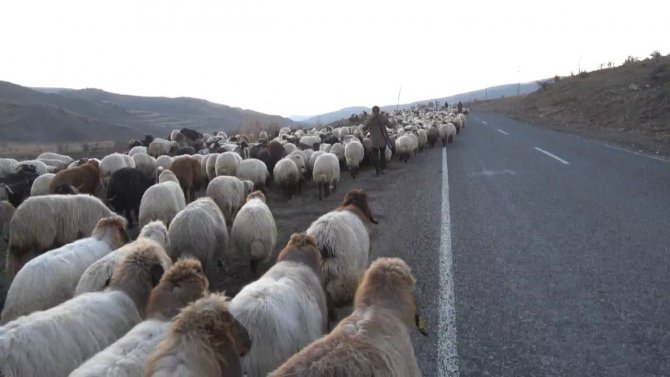 Siirt’te 10 Bin Lira Maaşla Çalıştıracak Çoban Bulamıyorlar