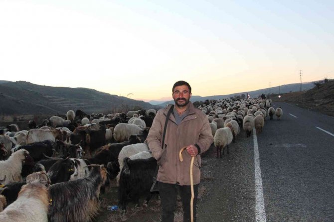Siirt’te 10 Bin Lira Maaşla Çalıştıracak Çoban Bulamıyorlar