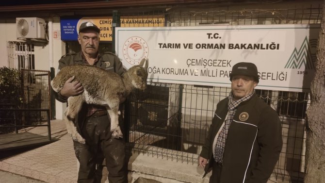 Yaralı Halde Bulunan Koruma Altındaki Yaban Keçisi Tedavi Altına Alındı