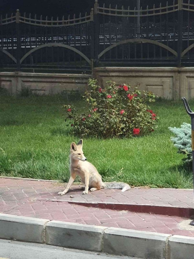 Karayolları Yerleşkesini Mesken Tutan Tilki Görenleri Şaşırtıyor
