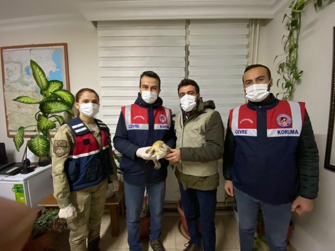 Bitlis’te Peçeli Baykuş Dkmp’ye Teslim Edildi