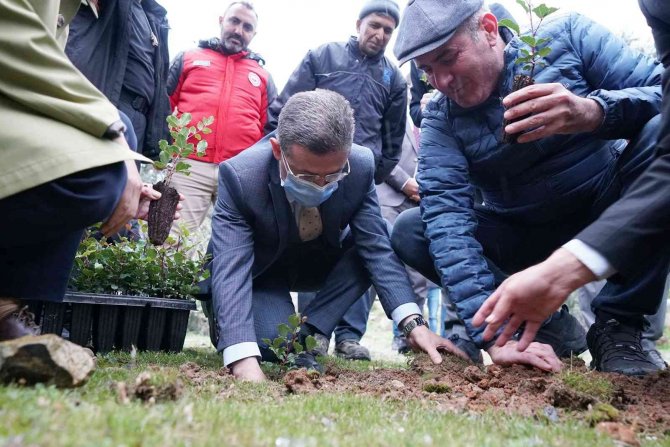 Üreticilere 20 Bin Adet Keçiboynuzu Fidanı Dağıtıldı