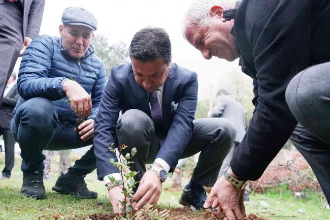 Üreticilere 20 Bin Adet Keçiboynuzu Fidanı Dağıtıldı