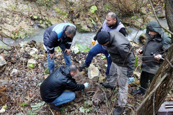 Bursa’da Ayı Kurtarma Operasyonu