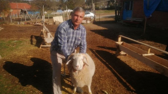 4 Boynuzlu ’Mana’ Görenleri Şaşırtıyor