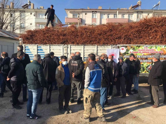 Elazığ’da Çiftçiye 68 Bin 500 Adet Badem Fidanı Dağıtıldı