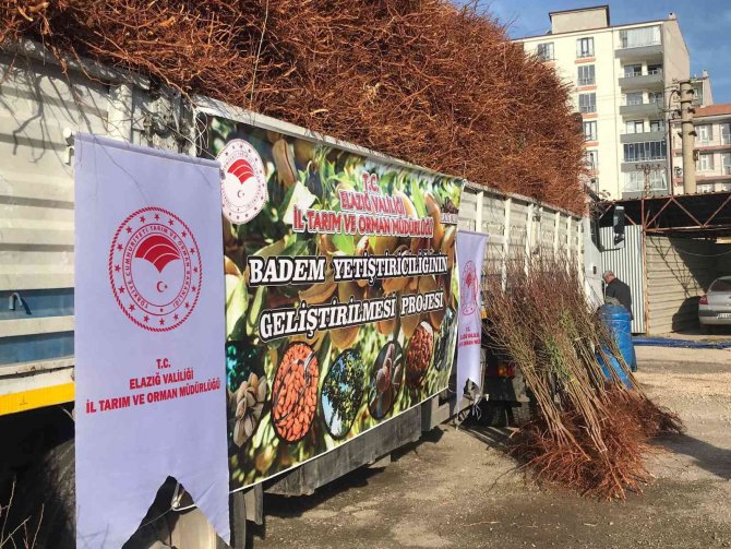 Elazığ’da Çiftçiye 68 Bin 500 Adet Badem Fidanı Dağıtıldı