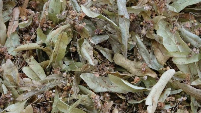 Kış Aylarında Bitki Çayları İlgi Görüyor