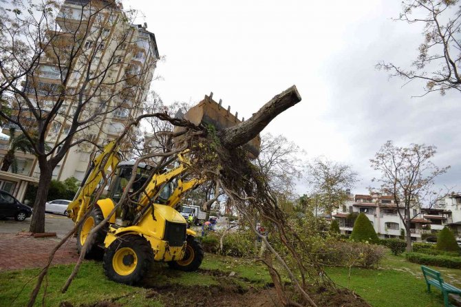 Muratpaşa’da Devrilen 170 Ağaca Müdahale