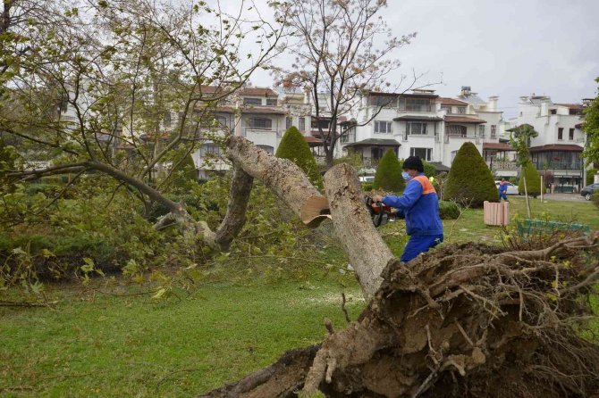 Muratpaşa’da Devrilen 170 Ağaca Müdahale