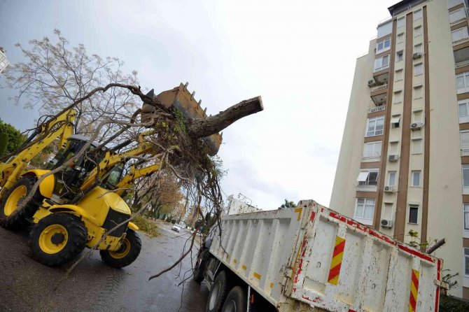 Muratpaşa’da Devrilen 170 Ağaca Müdahale