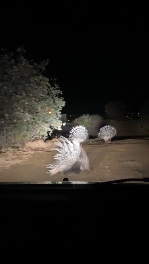 Oklu Kirpilerin Akşam Gezintisi