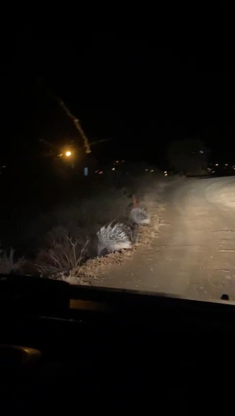 Oklu Kirpilerin Akşam Gezintisi