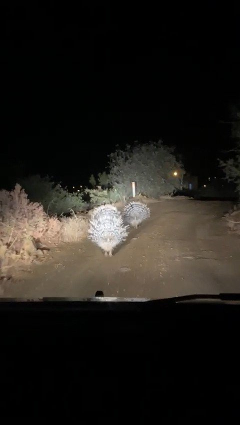 Oklu Kirpilerin Akşam Gezintisi