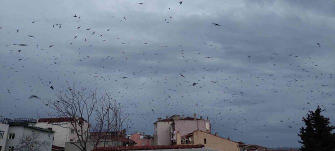 Tekirdağ’da Karga İstilası: Gökyüzünde Korku Sahnelerini Aratmayan Görüntüler