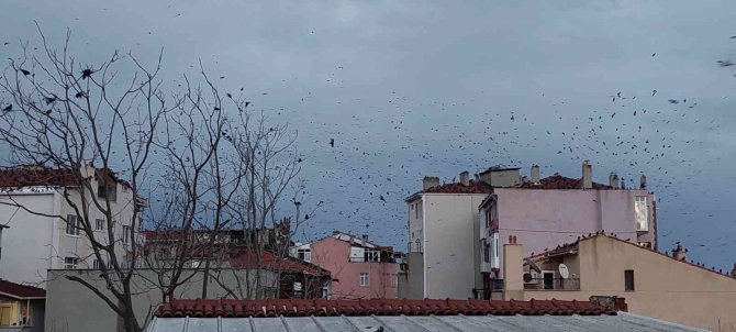 Tekirdağ’da Karga İstilası: Gökyüzünde Korku Sahnelerini Aratmayan Görüntüler
