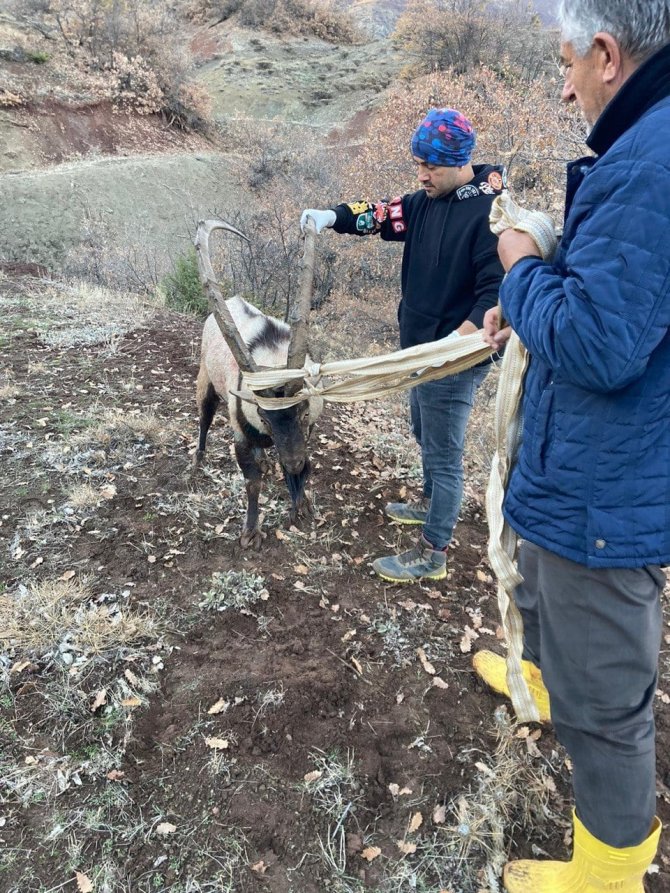 Tunceli’de Köpeklerin Saldırısına Uğrayan Yaban Keçisi, Tedavisi Yapılarak Doğaya Bırakıldı