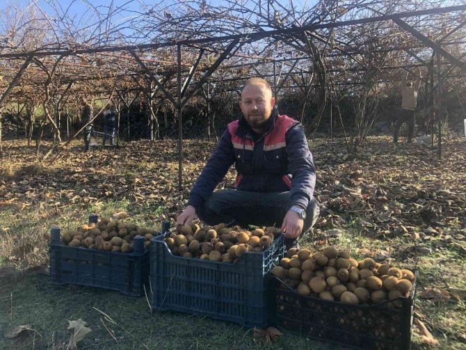 Kivi Hobisi Kazanca Dönüştü
