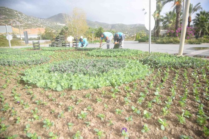 Alanya’da Binlerce Çiçek Toprakla Buluşuyor