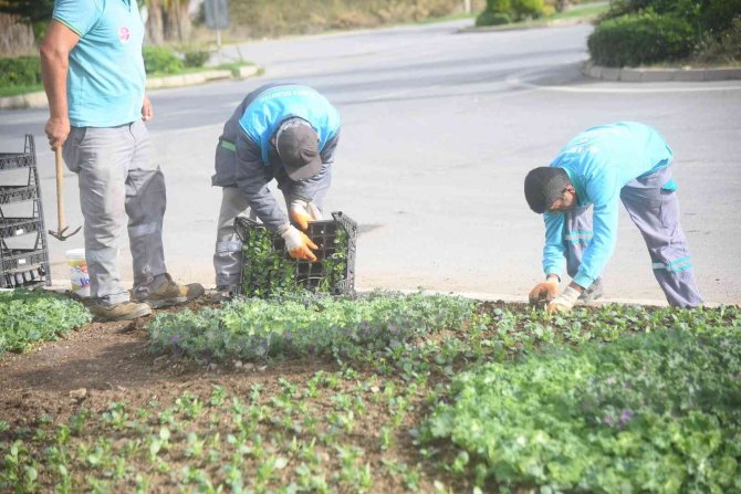 Alanya’da Binlerce Çiçek Toprakla Buluşuyor