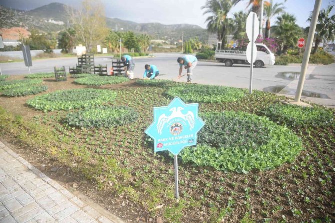 Alanya’da Binlerce Çiçek Toprakla Buluşuyor