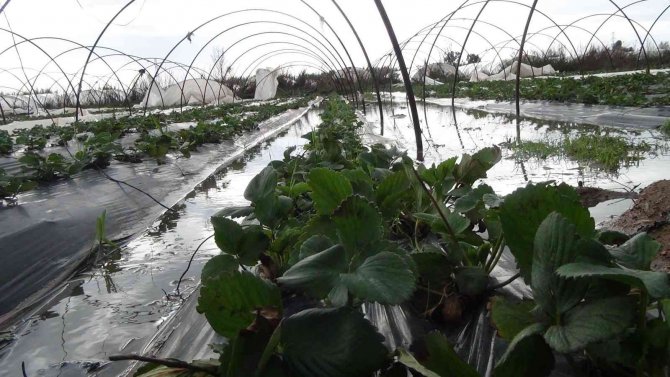 Yağmur Ve Fırtına Sonrası Seralarda Hasar Büyük