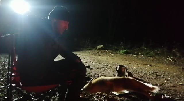 Kamp Atıp Piknik Yaparken Yanlarına Yanaşan Tilkiyi Elleriyle Beslediler