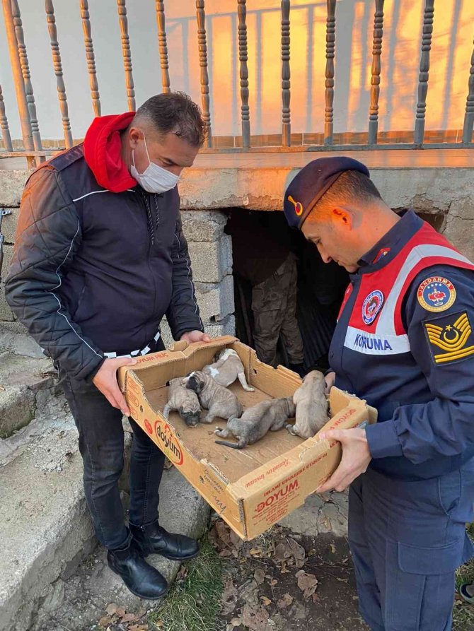 Bingöl’de Jandarma, 8 Yavru Ve Anne Köpeği Donmak Üzereyken Kurtardı
