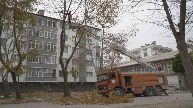 Budanan Ağaç Dalları İhtiyaç Sahiplerine Yakacak Oluyor
