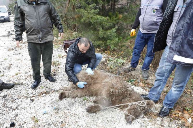 Deredeki Ayı Kurtarma Operasyonundan Nefes Kesen Görüntüler