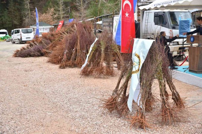 Trabzon Hurması Uludağ Çileğine Rakip Olacak