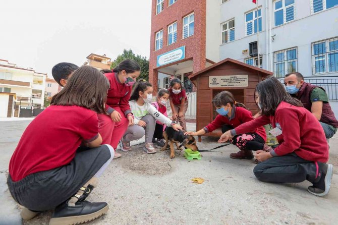Her Okula Bir Sokak Köpeği Projesi 25 Okula Ulaştı