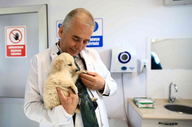 Her Okula Bir Sokak Köpeği Projesi 25 Okula Ulaştı